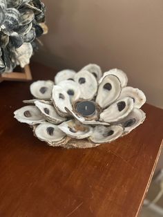 an arrangement of seashells on a wooden table