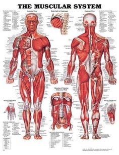 the muscular system is shown in this poster