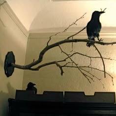 two birds sitting on top of a tree branch in front of a wall mounted clock