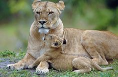 a mother lion and her cub laying on the ground in front of green grass with trees in the background