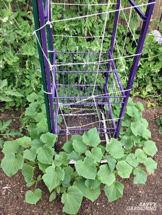 a purple wire basket sitting in the middle of a garden with green plants growing around it