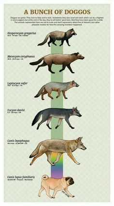 the different types of dogs are shown in this diagram, which shows them's colors and