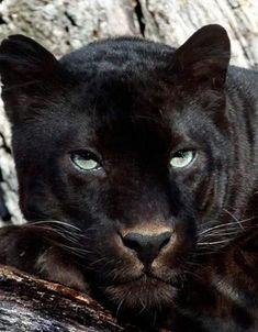 a close up of a black cat with blue eyes laying on a tree branch in front of some rocks