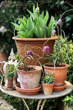 there are many potted plants on the table