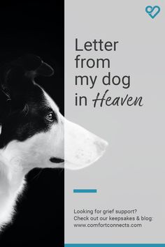 a black and white dog with the words letter from my dog in heaven