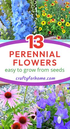 Blue delphiniums, gaillardia, coneflower, and bellflowers are blooming. Growing Perennials From Seed, Bluebells Garden, Pollinating Flowers, Garden Tool Set, Sun Plants, Garden Help, Outdoor Flowers, Flower Care