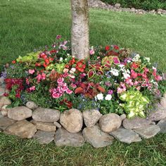 a tree with flowers growing out of it in the middle of some rocks and grass