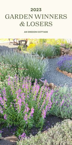 a garden with purple flowers and gravel