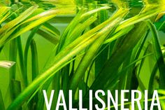 green plants with the words vallisneria on them