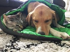 a dog and cat laying on the floor in a sleeping bag with their heads together