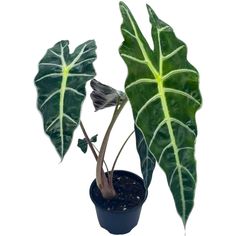 a large green leafed plant in a black pot on a white background with clippings