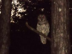 an owl sitting on top of a tree branch with red eyes in the dark forest