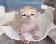 a small kitten sitting on top of a white blanket