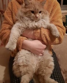 Fluffy hug Fluffy Cat, Warm Hug, Fluffy Animals, Big Hugs, Your Pet, Pet, Quick Saves