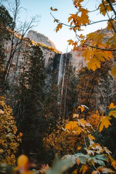 trees with yellow leaves in front of a waterfall