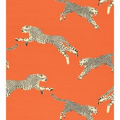 an orange background with cheetah and leopards in flight on the opposite side