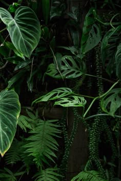 some green plants and leaves are growing on the wall