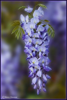 a bunch of purple flowers with green leaves on it's stems in front of a blurry background