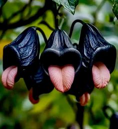 three black flowers hanging from a tree with green leaves