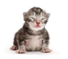 a small gray and white kitten sitting on top of a white floor with its eyes closed