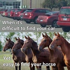 four horses standing next to each other in front of a red truck and some cars