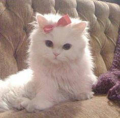 a white cat with a red bow sitting on a couch