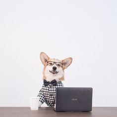 a corgi dog wearing glasses sitting at a desk with a laptop and coffee cup