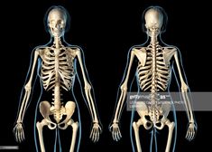 the human skeleton showing the lower and upper limbs stock photo getty images black bedroom furniture sets home design ideas