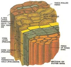 the structure of an animal's skin