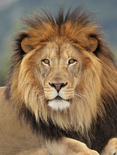 a close up of a lion laying on the ground