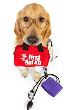 a dog with glasses and a first aid kit