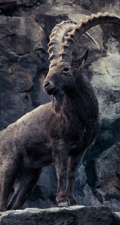 a ram standing on top of a rock covered hillside next to a cliff face with large curled horns