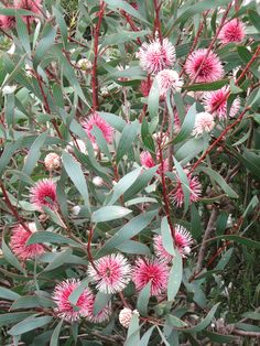 some pink flowers and green leaves on a bush