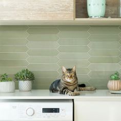 a cat sitting on top of a kitchen counter next to a dishwasher and oven