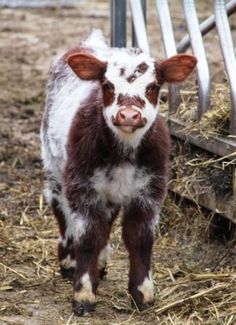 a brown and white cow standing on top of dry grass