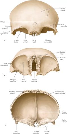 an image of the bones and their major structures, including the cranings