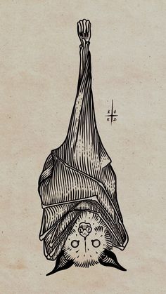 a drawing of a bat hanging upside down