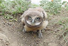 an owl sitting on the ground with its eyes wide open and looking at the camera