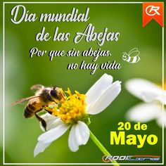 a bee is sitting on top of a flower with the words la mundia de las