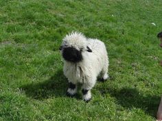 a black and white sheep standing on top of a lush green field next to a woman