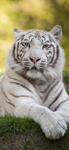 a white tiger laying on the ground with it's eyes open and looking at the camera