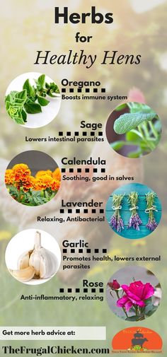 the health benefits of herbs for healthy hens are shown in this graphic above it's description