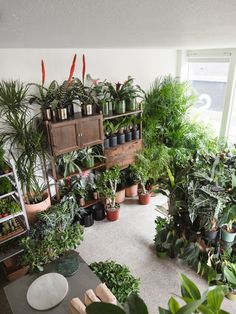 a room filled with lots of potted plants