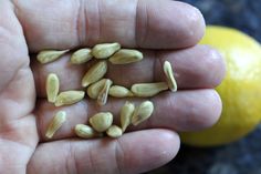 a person holding some kind of seed in their hand next to a lemon and an orange