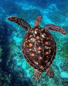 a sea turtle swimming in the ocean