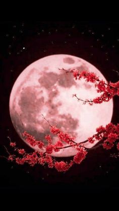 the full moon with red flowers on it's branches in front of a black background