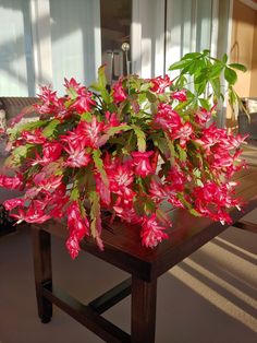 red flowers are growing on a wooden table