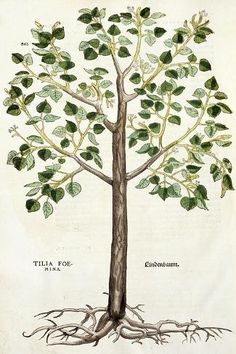 an illustration of a tree with roots and leaves