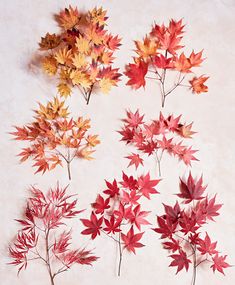 several different types of leaves on a white surface