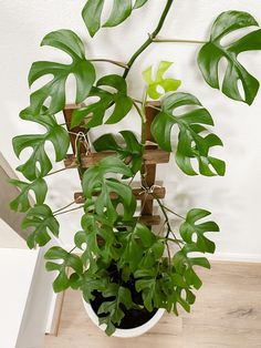 a potted plant with lots of green leaves